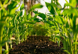 Na Horta (In The Veg Garden) - May