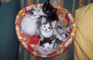 bianca kittens